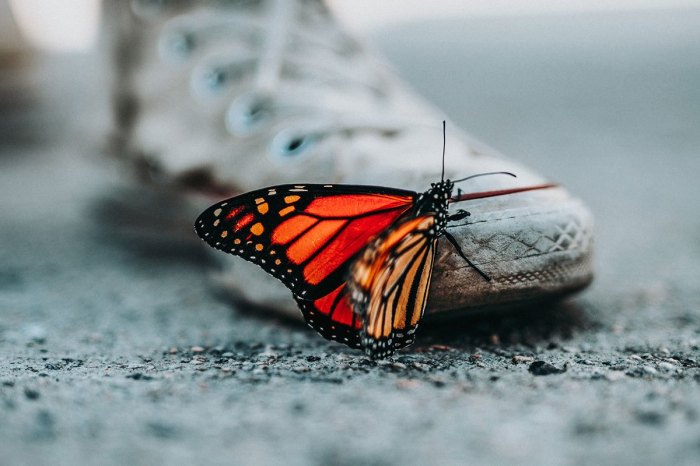 En el tiempo de las mariposas resumen