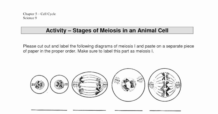 Meiosis worksheet key biologycorner ratings