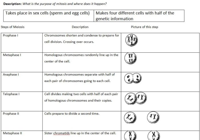 Meiosis labeling activity answer key