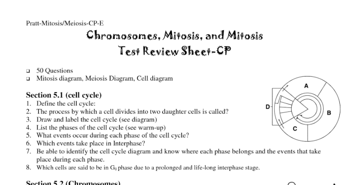 Meiosis labeling activity answer key