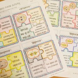 Mitosis worksheet meiosis answer key matching worksheets biology answers diagram identification cell corner stages cycle science steps lesson pulpbits worksheeto