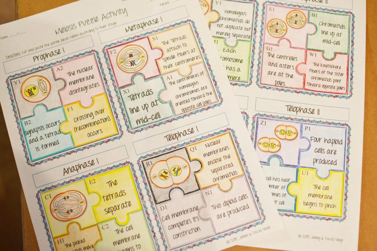 Mitosis worksheet meiosis answer key matching worksheets biology answers diagram identification cell corner stages cycle science steps lesson pulpbits worksheeto