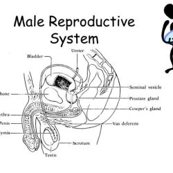 Reproductive