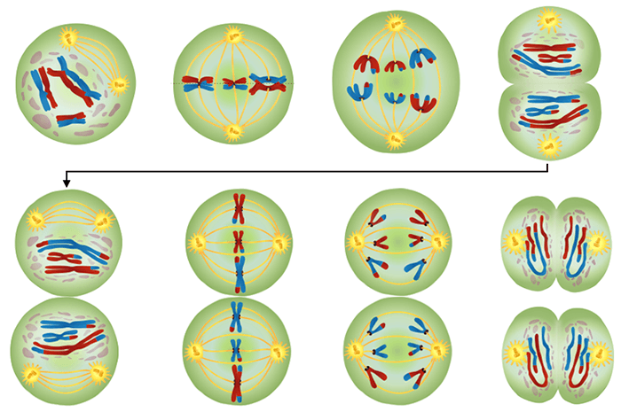 Meiosis labeling activity answer key