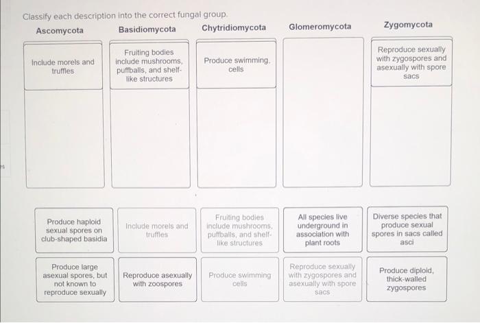 Classify each description into the correct fungal group