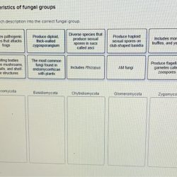 Eukaryotic classify organism solved transcribed text