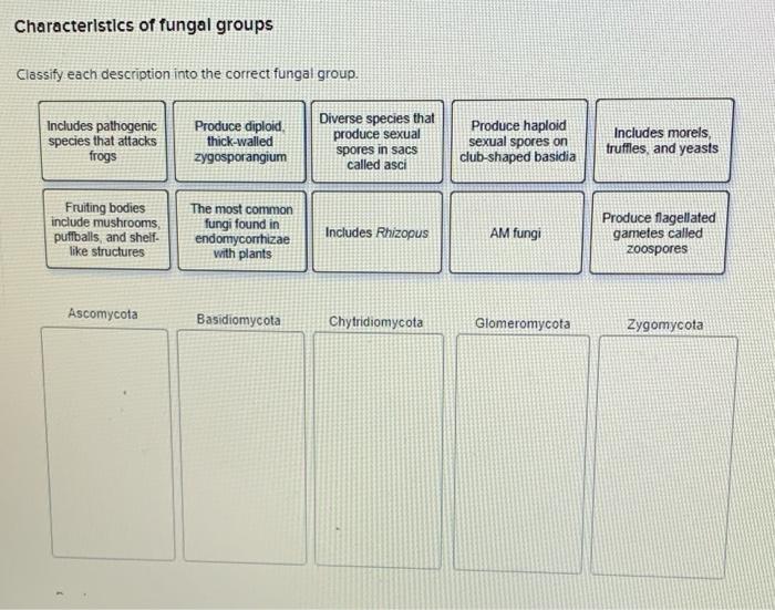 Eukaryotic classify organism solved transcribed text