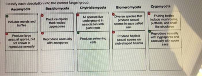 Classify each description into the correct fungal group