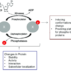 Phosphorylation cascades involving a series of protein kinases